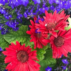 Meet your Posher, Christine